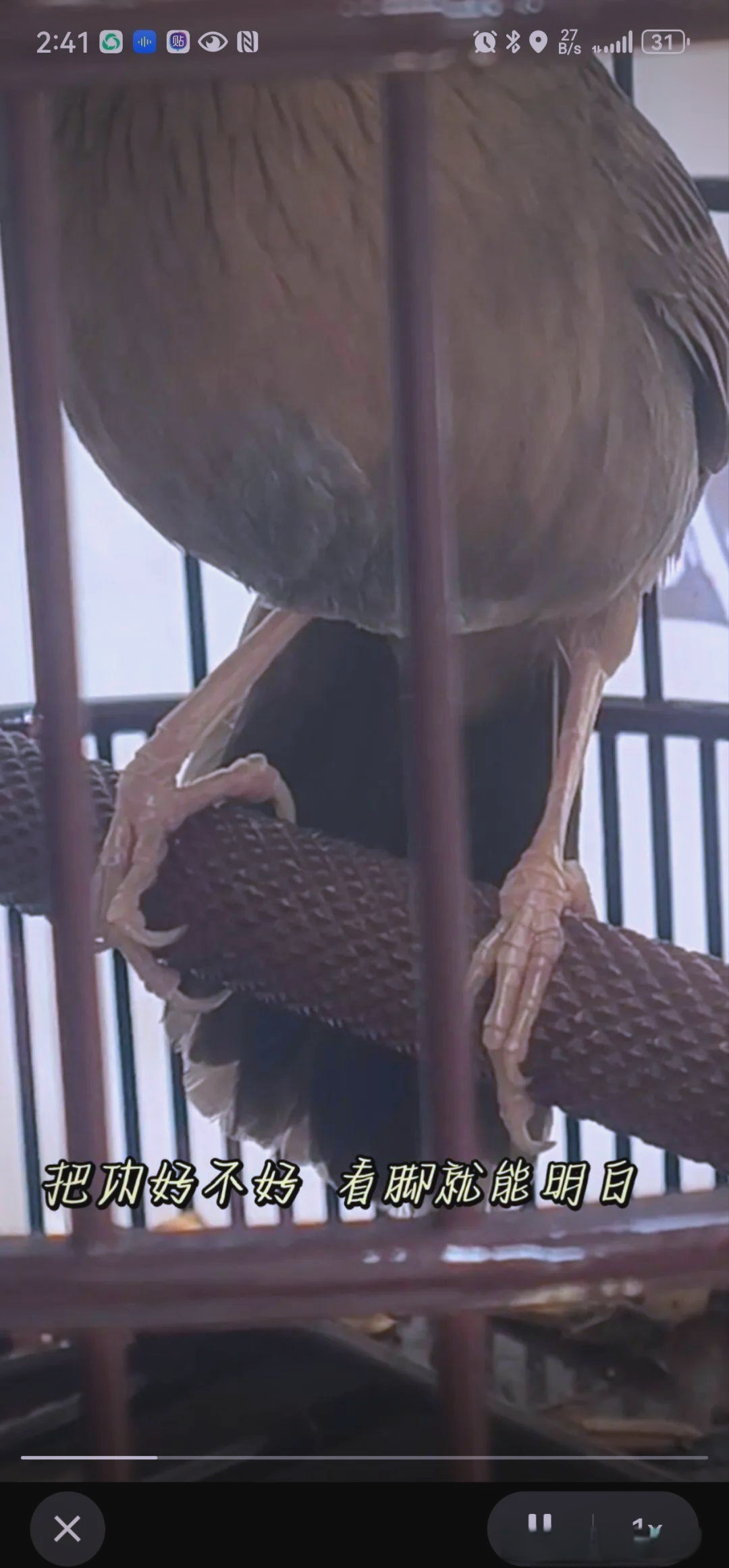 画眉鸟极品脚杆的选择指南