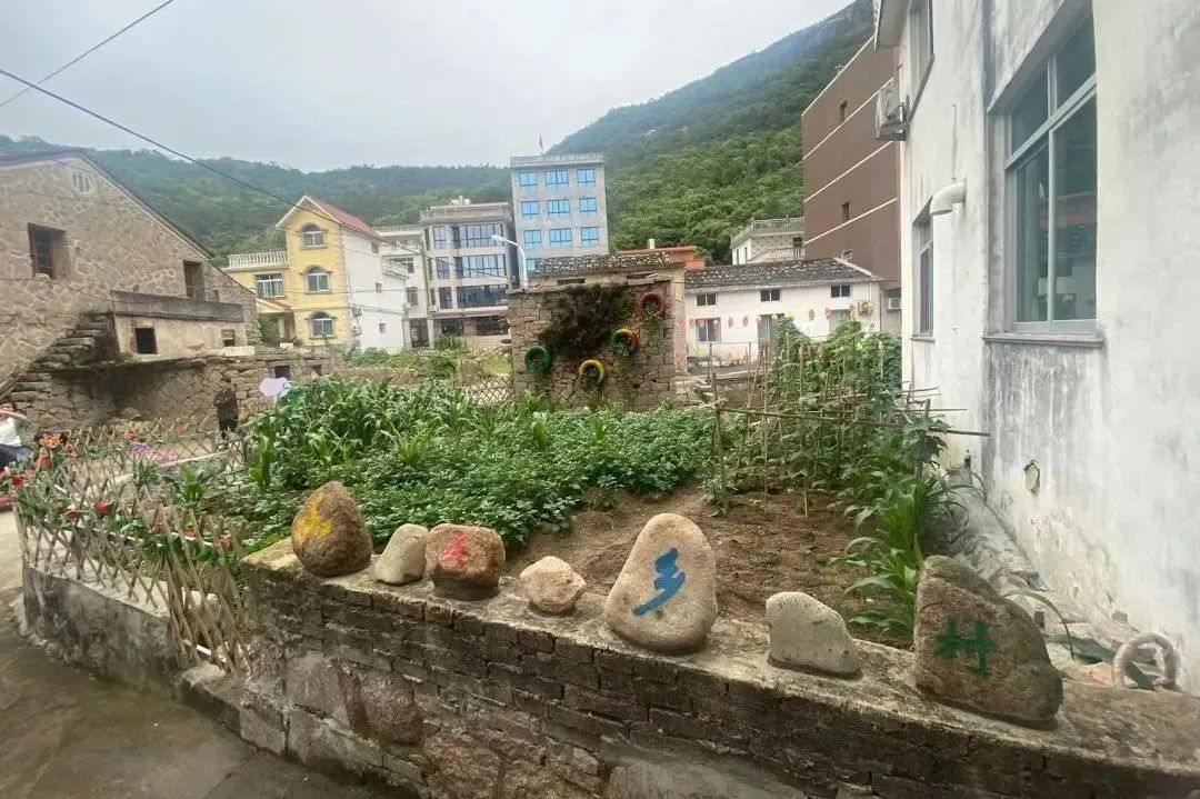 巾帼共创丨洞头区大门镇"一米菜园"大变身 助力和美乡村建设