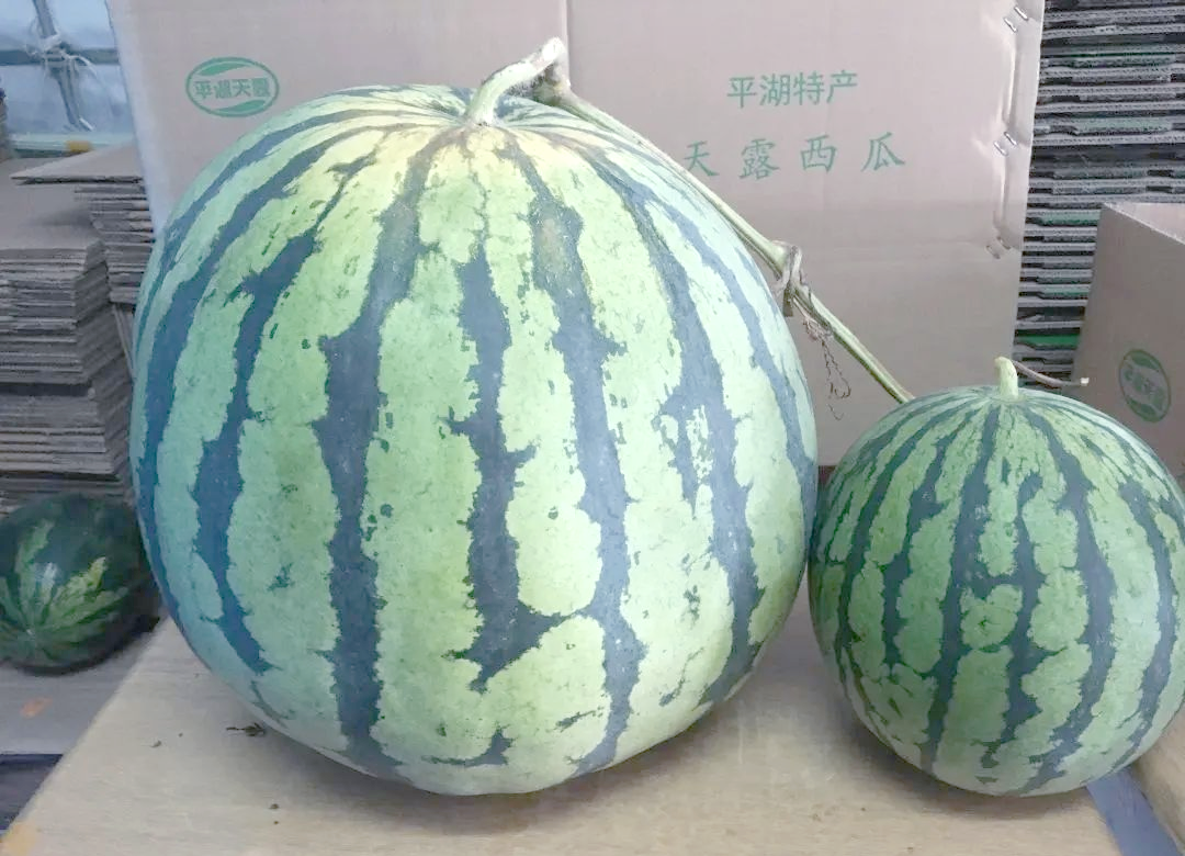 49.3斤巨型西瓜诞生,平湖农业再创佳绩