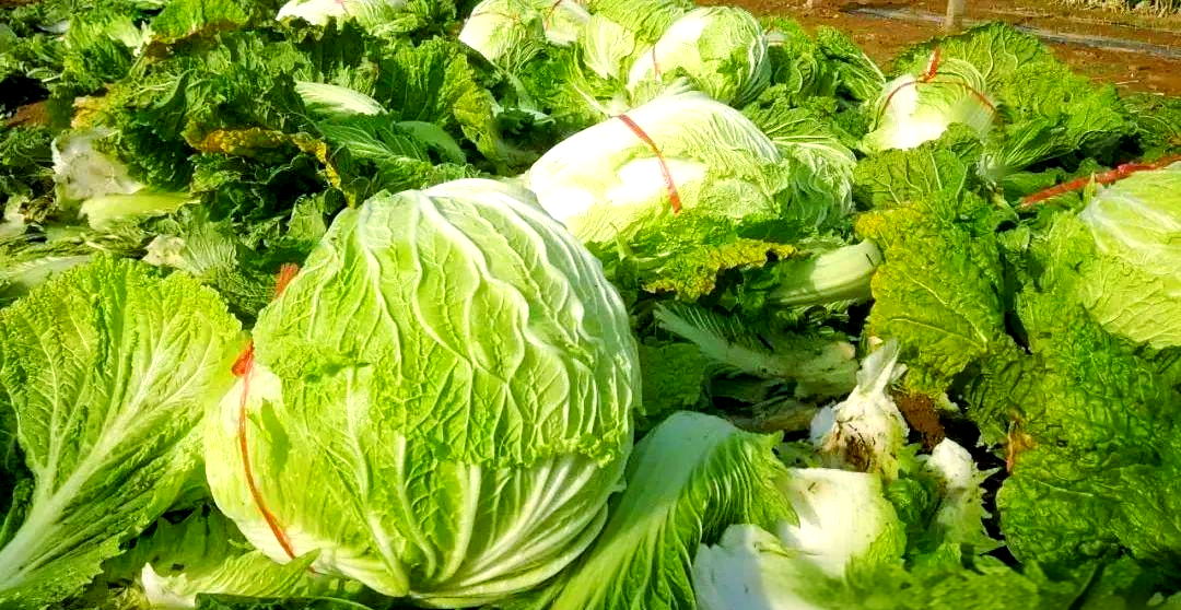 保存大白菜的关键技巧:怕冷也怕热,牢记这些要点,让你的白菜新鲜过冬