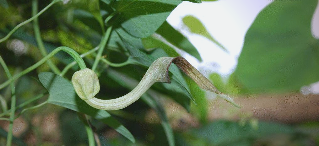 农村的野草背蛇生,具有驱蛇虫与清热解毒的双重功效
