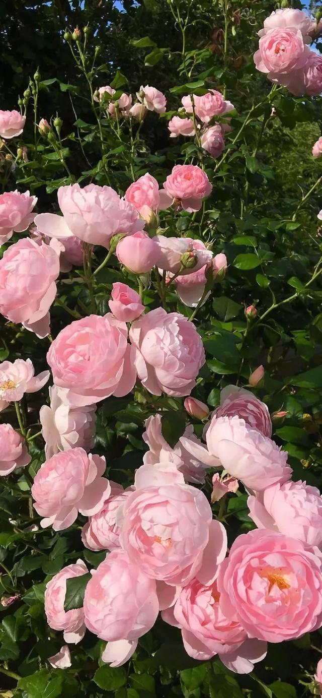 花花壁纸:满园春色关不住,万紫千红迎春来