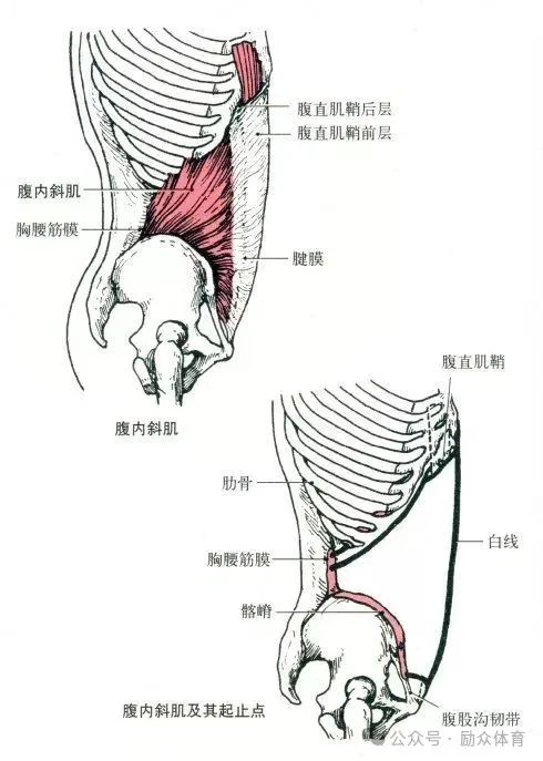 健身教练职业能力培训——运动解剖学知识点:肌肉起止点详解 解剖图