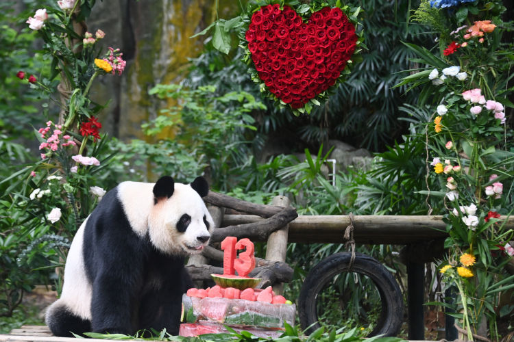 深圳野生动物园大熊猫"园舟"喜迎十三岁生日