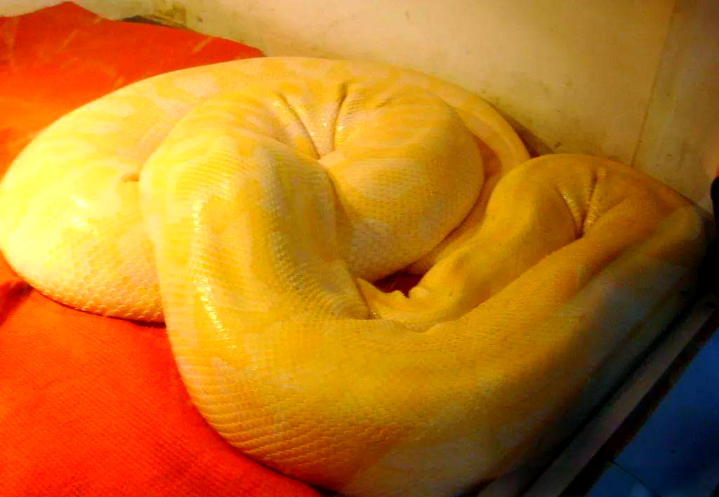 黄金蟒:一种稀有的变异品种,饲养指南与注意事项