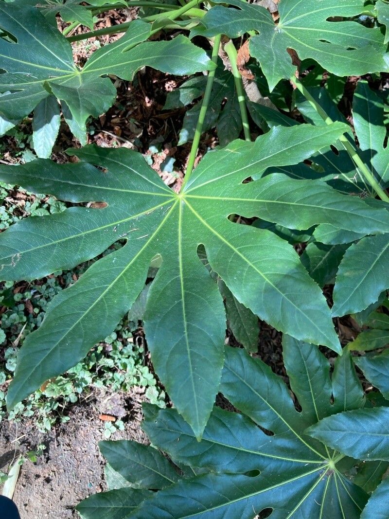 打造靓丽盆栽:探秘八角金盘的繁衍与护理