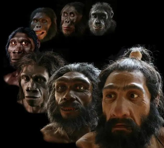 揭秘"鱼"到人类的进化过程