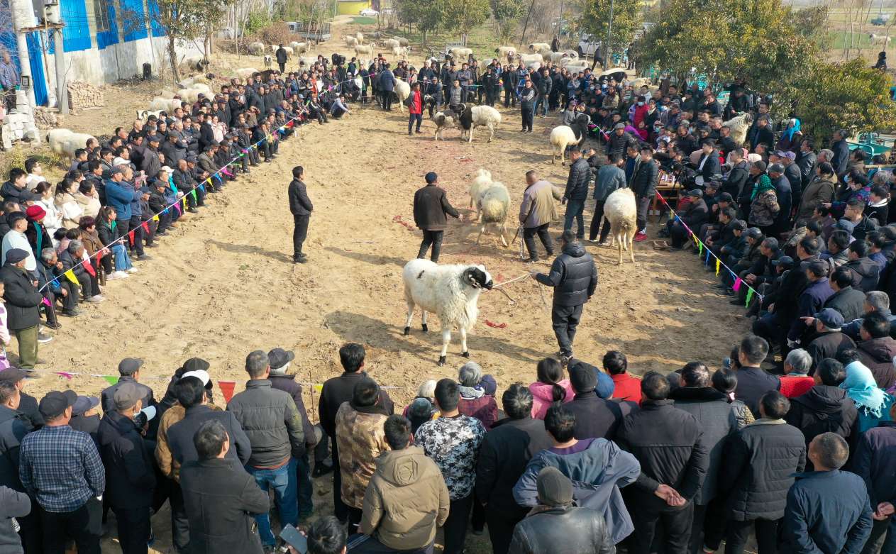 山东斗羊图片