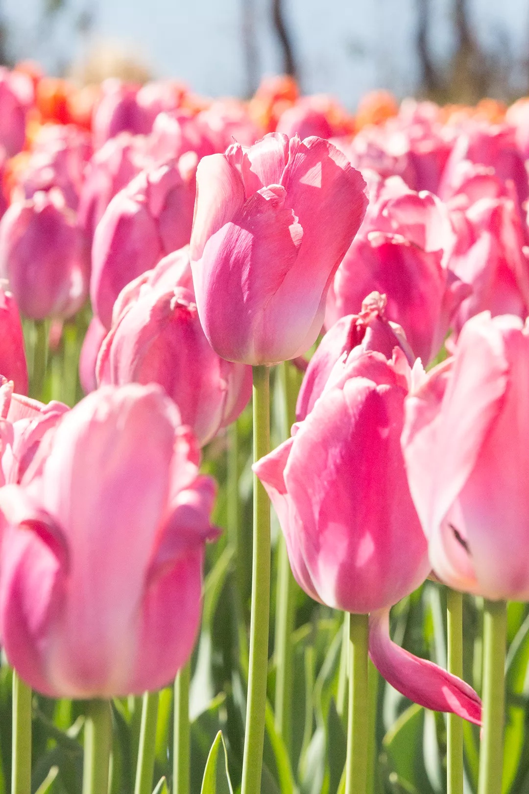 美图来袭!西昌的春天,正藏在盛放的郁金香里