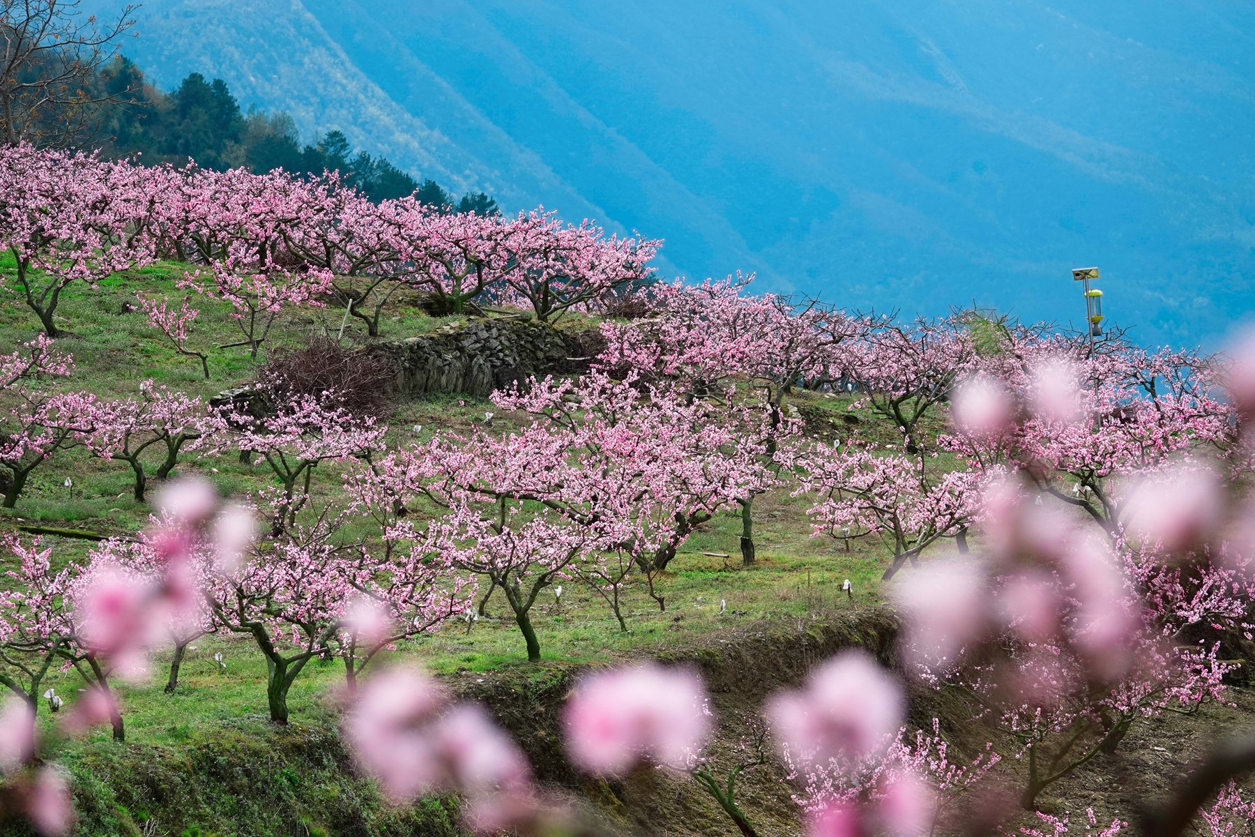 綿陽平武:萬畝桃花灼灼開 滿山春色醉遊人