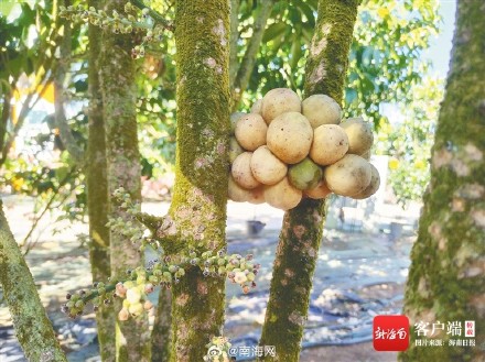 龙贡果在海南试种成功