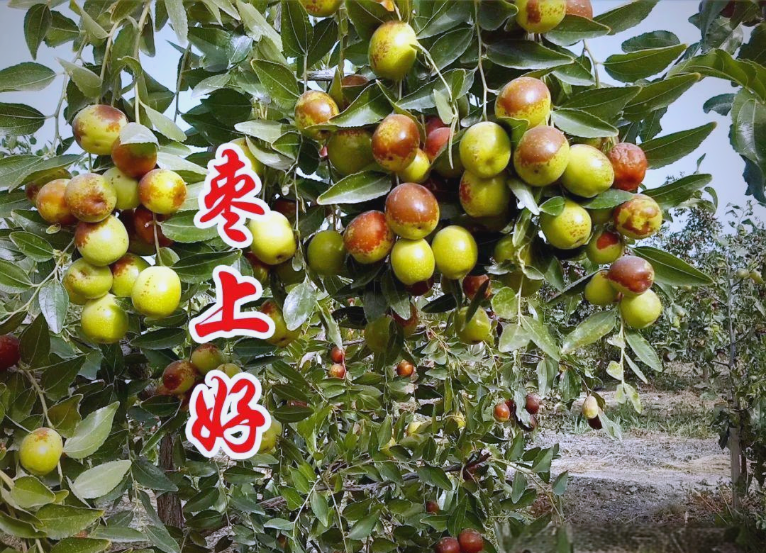 武正国老会长的《枣上好》诗作与诗坛盛会影响