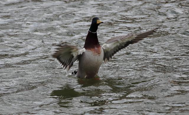 翻羽浅翔低廻舞 春江水暖鸭先知