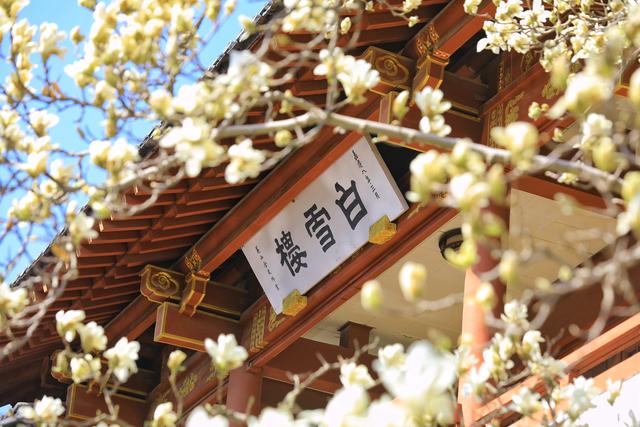 济南三处白雪楼,都是为何而建?