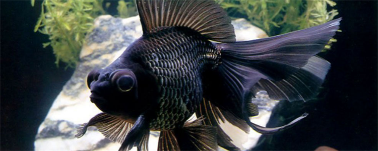 黑色金鱼褪色是怎么回事?应该怎么解决