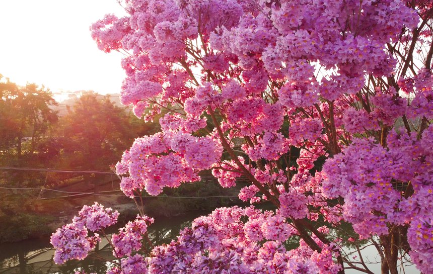 紫花風鈴木花開 快來邂逅