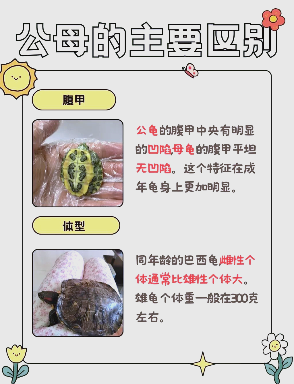 巴西龟性别分辨指南:掌握这些特征,轻松辨别公母!