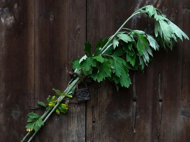 端午艾草有什么用处和意义