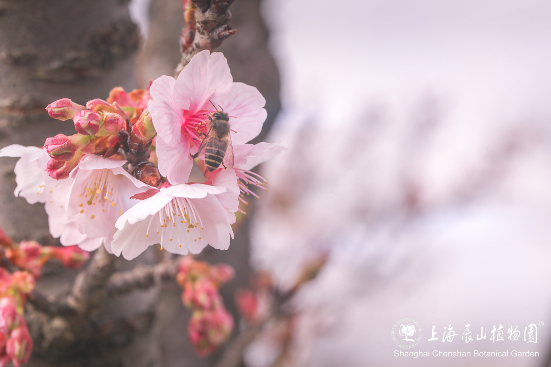 珍惜今天的阳光,雨天又"待命"!上海第一波早樱已开放→