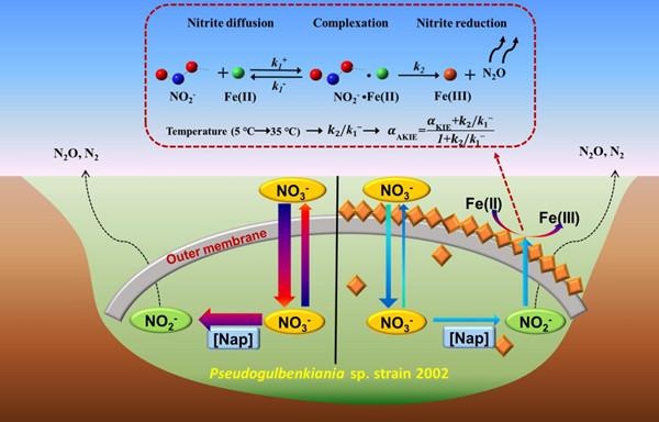 研究揭示厌氧铁氮耦合过程的氮氧同位素分馏机制