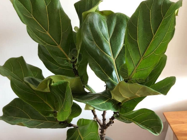 琴叶榕怎样扦插?