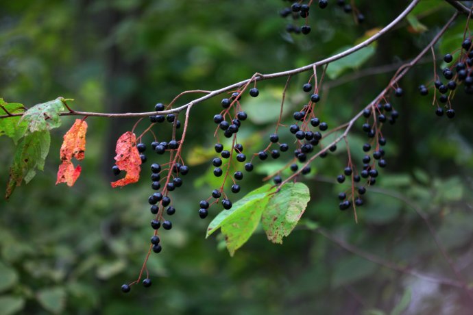 怎样识别火琉璃树?你知道方法吗?