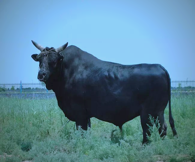 渤海黑牛:我国罕见的黑毛牛品种,港澳地区称其为"黑金刚"