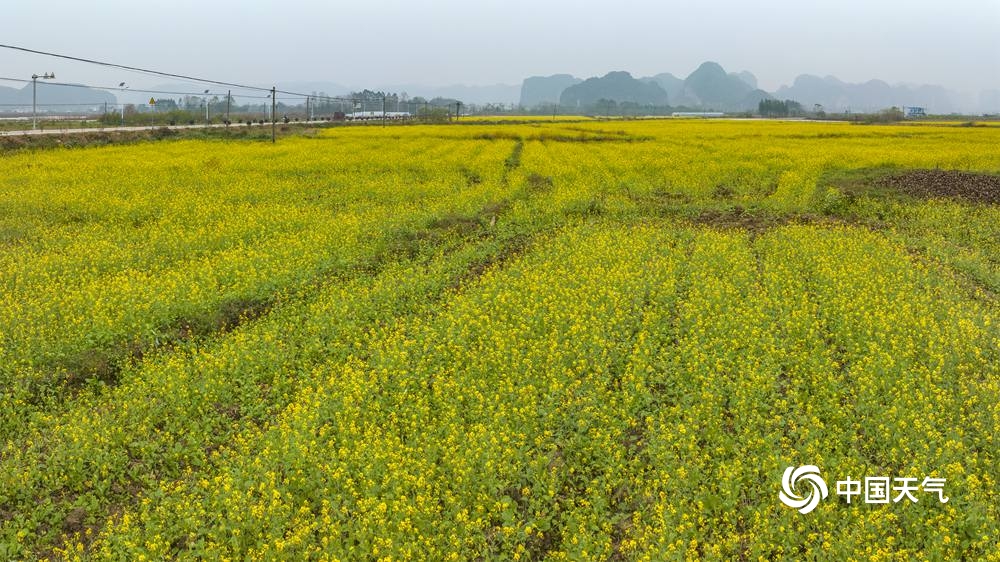 上林油菜花图片