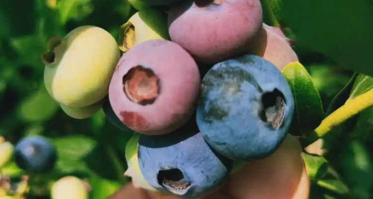 v5蓝莓品种介绍