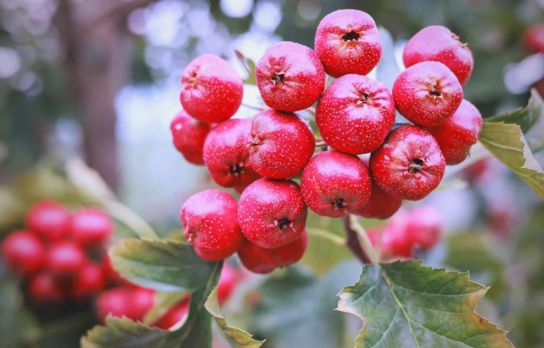 济南南山"山楂第一村"迎来丰收季