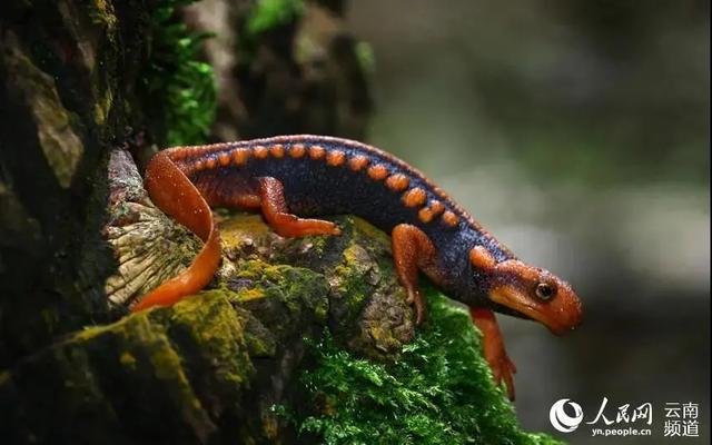 红瘰蝾螈(图片来源:人民网)