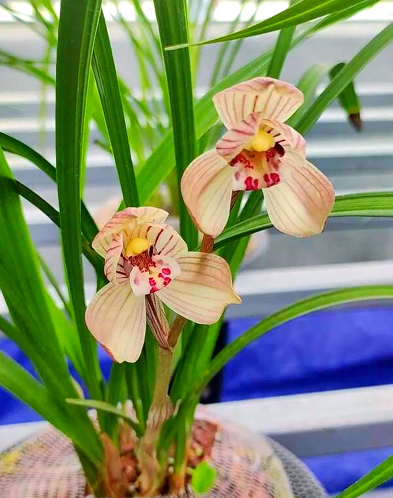 兰花"荷瓣"与"荷形"的区别及美学探讨