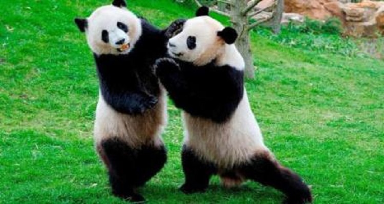 大熊猫的天敌有哪些