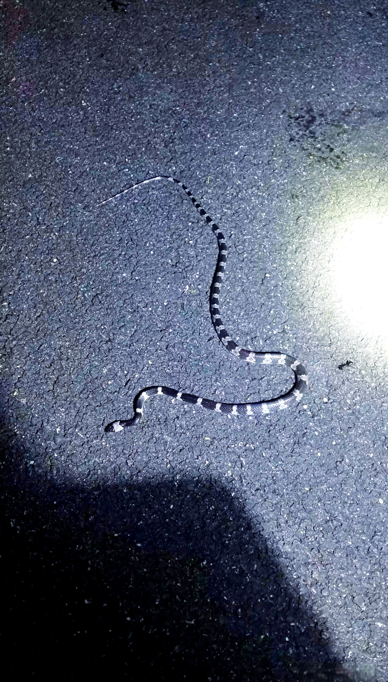 福清白环蛇学名:lvcodon futsingensis再来看一种蛇