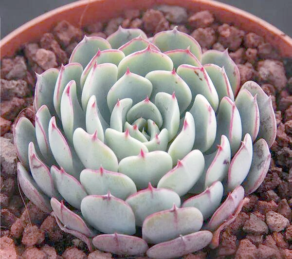 多肉红颜:品种特点与养护指南