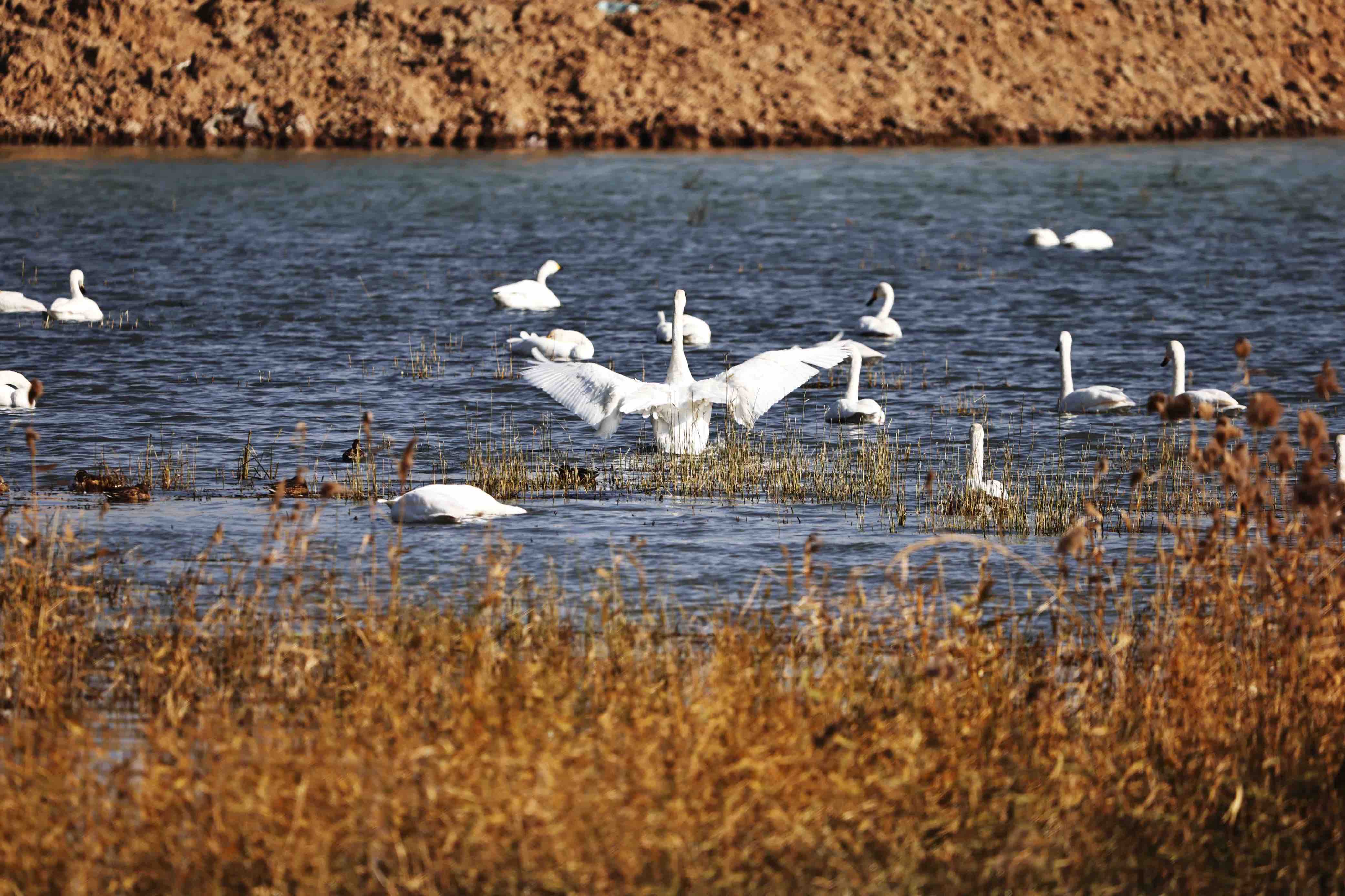 组图|黄河湿地,候鸟乐享冬日