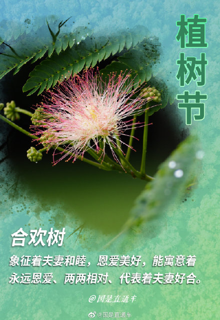 关于"树语"你知道多少