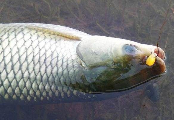 都说玉米钓鱼好,可用玉米总是空军?什么原因所造成的?