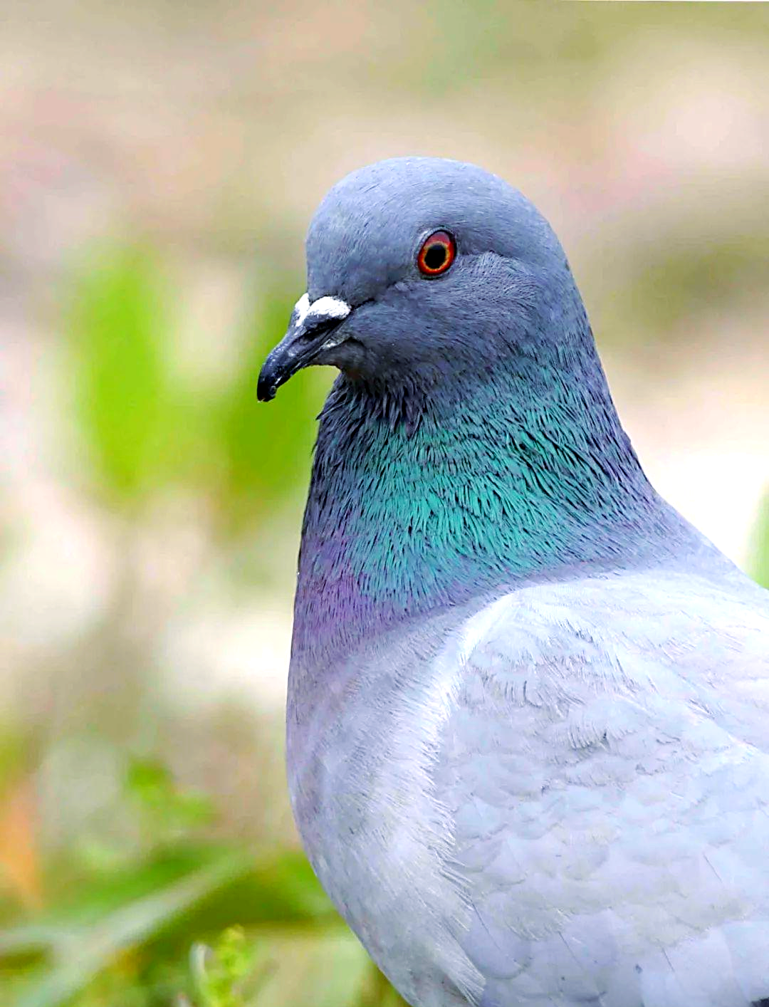 岩鸽:大连的留鸟与家鸽的奇妙相似