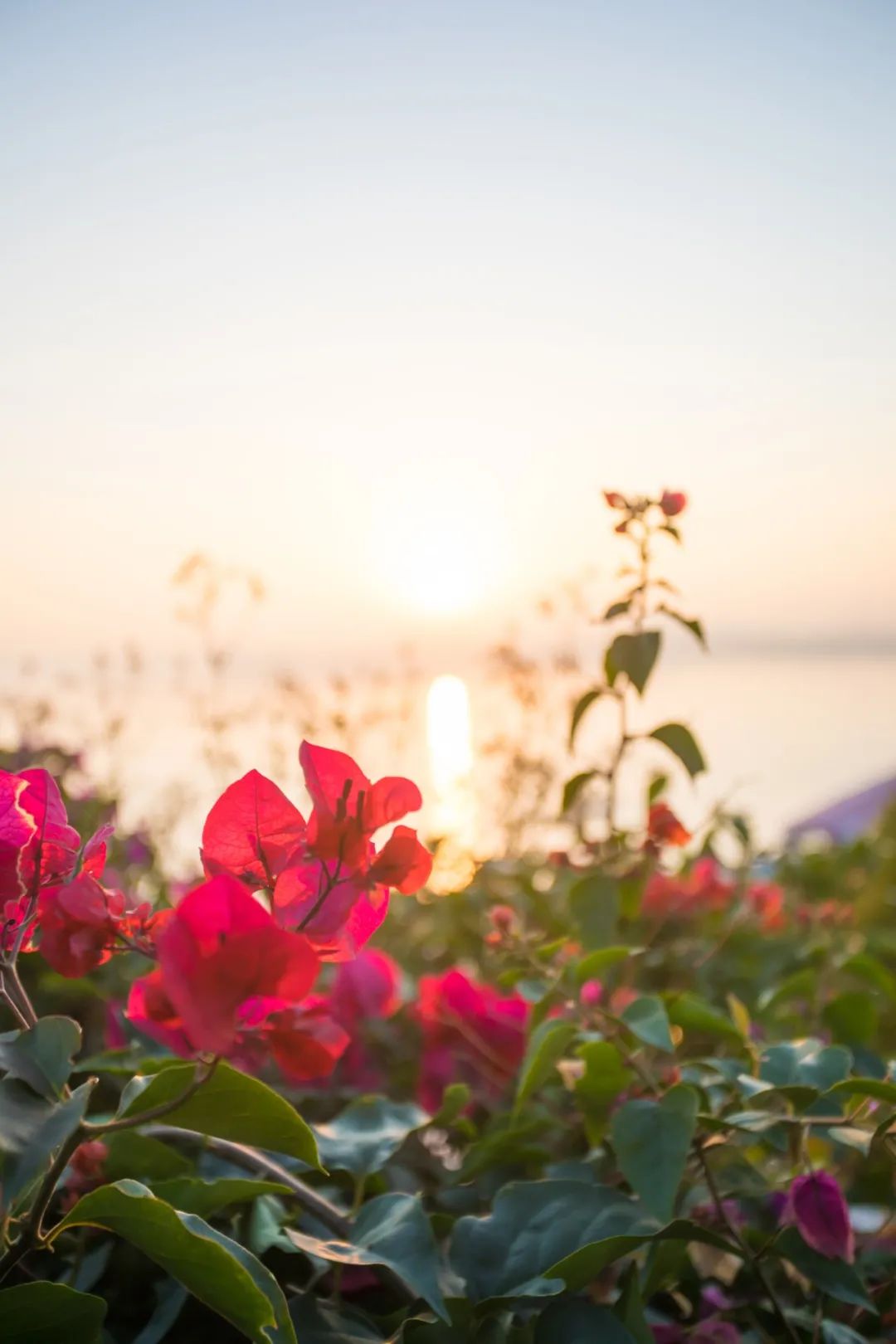 漳州春日万物苏醒正是火山岛踏青好时节