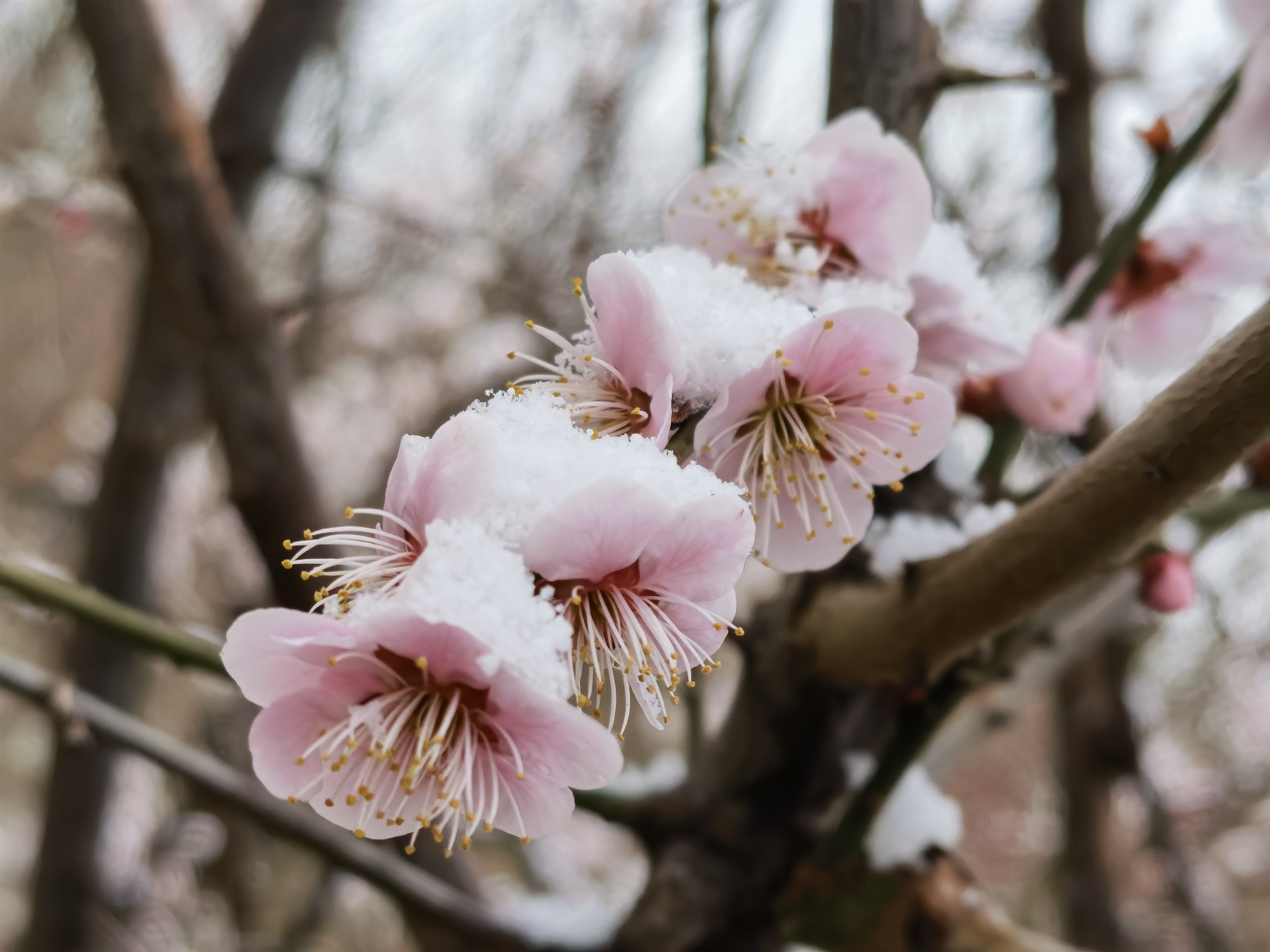 冷艳清丽之傲雪梅花