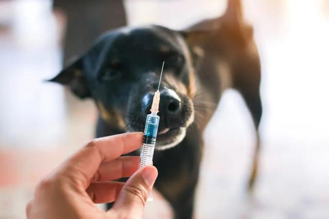 狂犬病只有狗狗能得嗎?