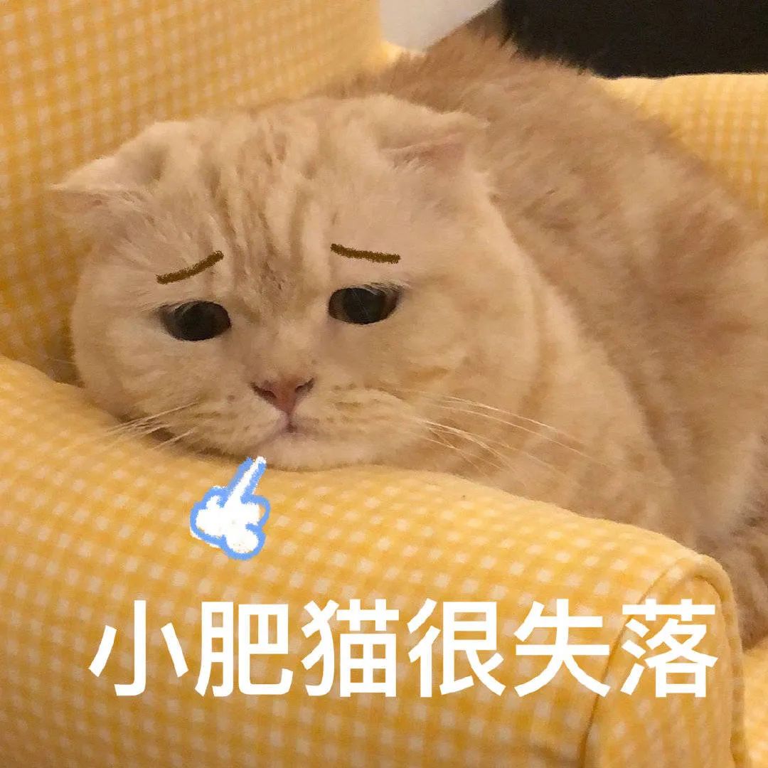 网红猫咪|橘猫沙梨&佳佳表情包 第二十三弹