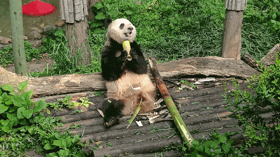 560_314gif 动态图 动图