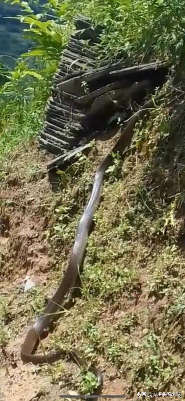 望而生畏!云南丽江,有村民在野外山中,发现条四米多长的大黑蛇