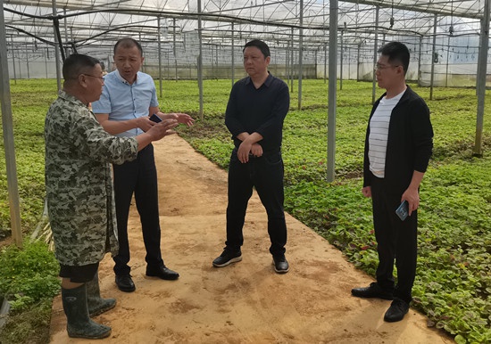 鲁文俊暗访大棚蔬菜大棚蔬菜产业发展情况