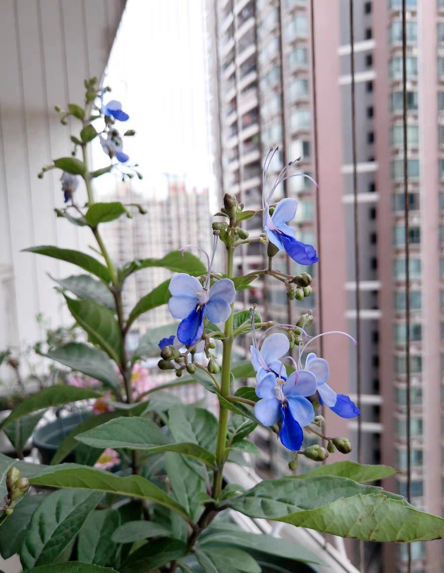 "网红"盆栽花—蓝蝴蝶,花似群蝶飞舞,四季都有花开