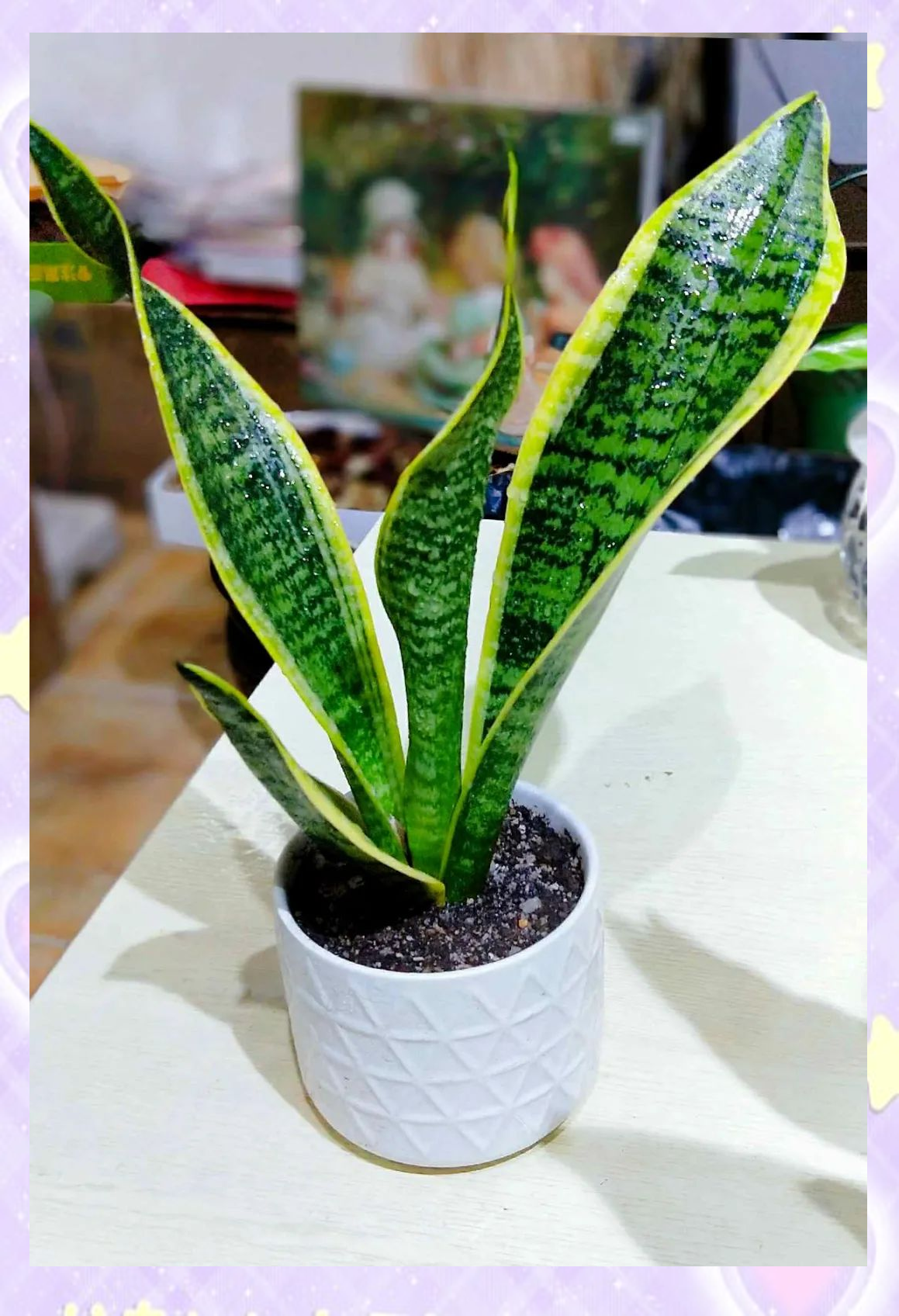 虎尾兰的养殖指南与注意事项概述