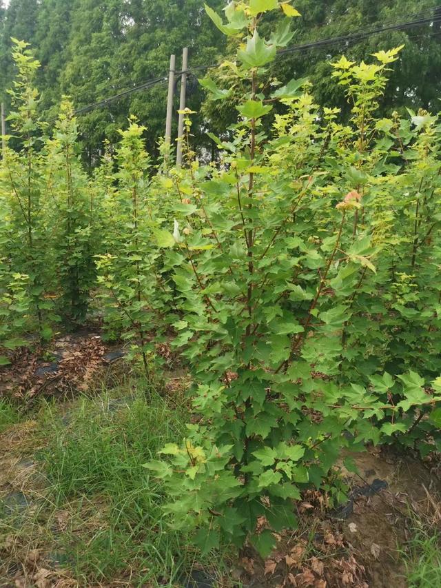 欧洲红栎植物的图片