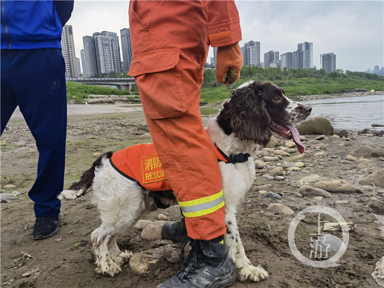 搜救犬海啸图片